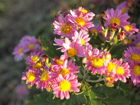 芙蓉菊花語|菊花的花語和寓意，顏色不同寓意不同